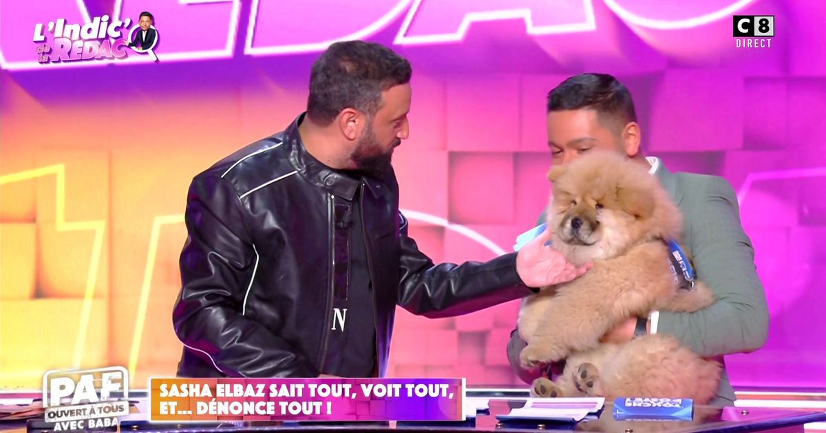 L Indic De La R Dac Avec Le Chien De Sasha Elbaz En Streaming