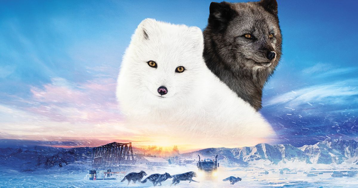 Kina Et Yuk Renards De La Banquise Trailer En Streaming Direct Et