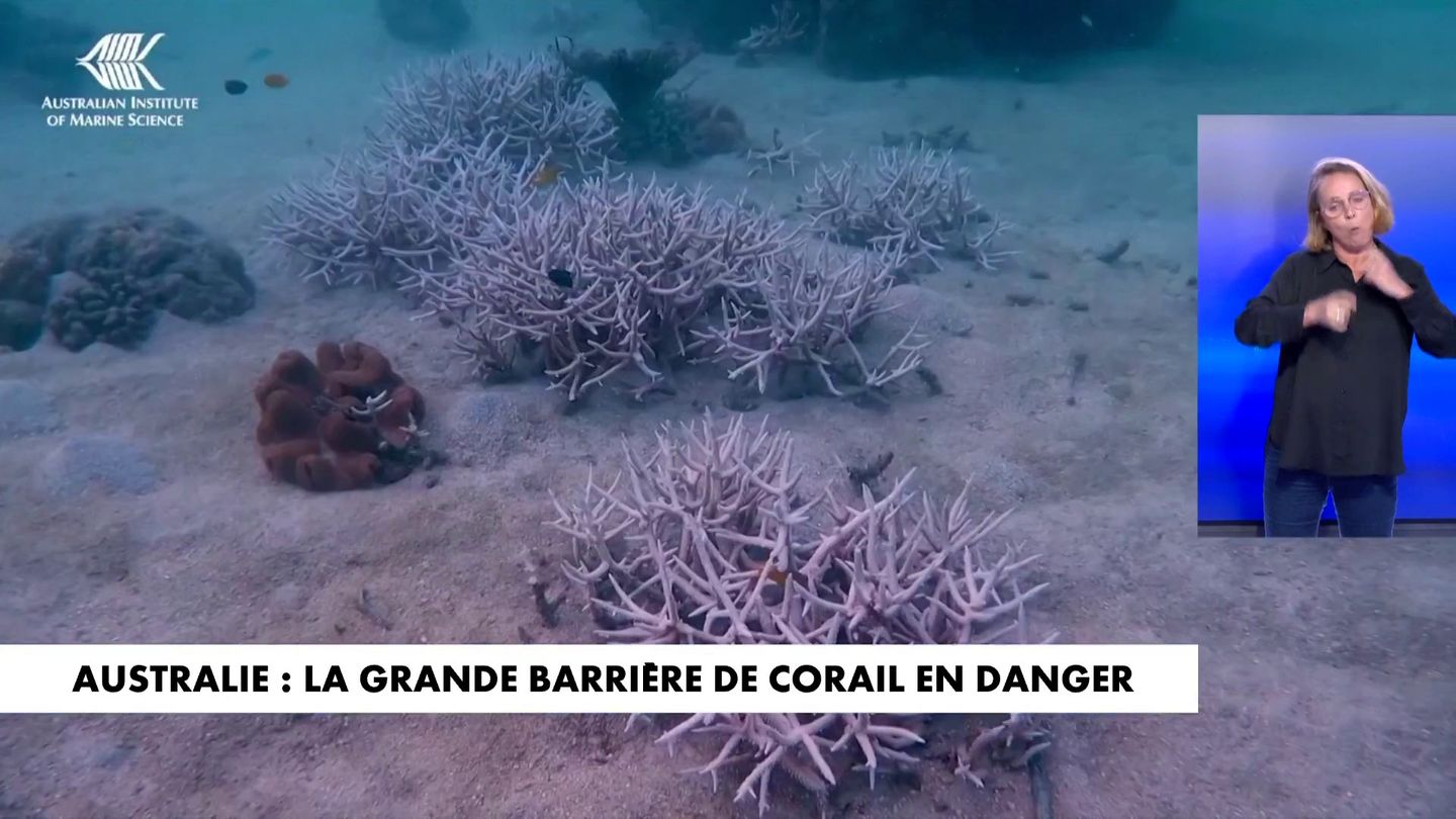 Australie La Grande Barri Re De Corail En Danger En Streaming Direct