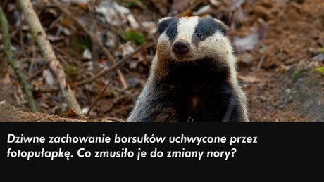 Zwierzęta Wajraka - Sezon 1