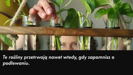 Patent na zieleń - Sezon 1