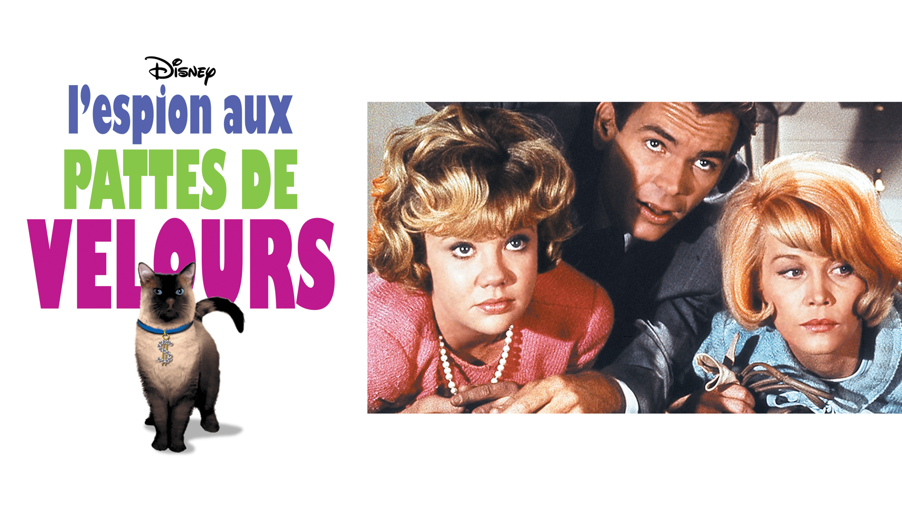 L Espion Aux Pattes De Velours En Streaming Direct Et Replay Sur Canal Mycanal