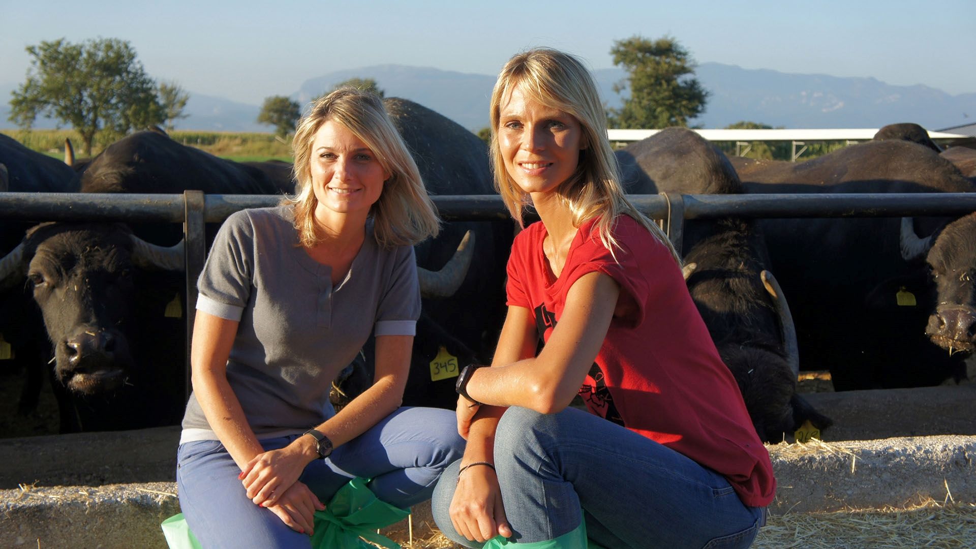 Les animaux de la 8 en streaming direct et replay sur CANAL+ myCANAL