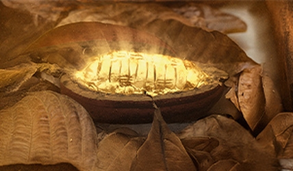 MEA_S_MADA_301x176-cacao.jpg