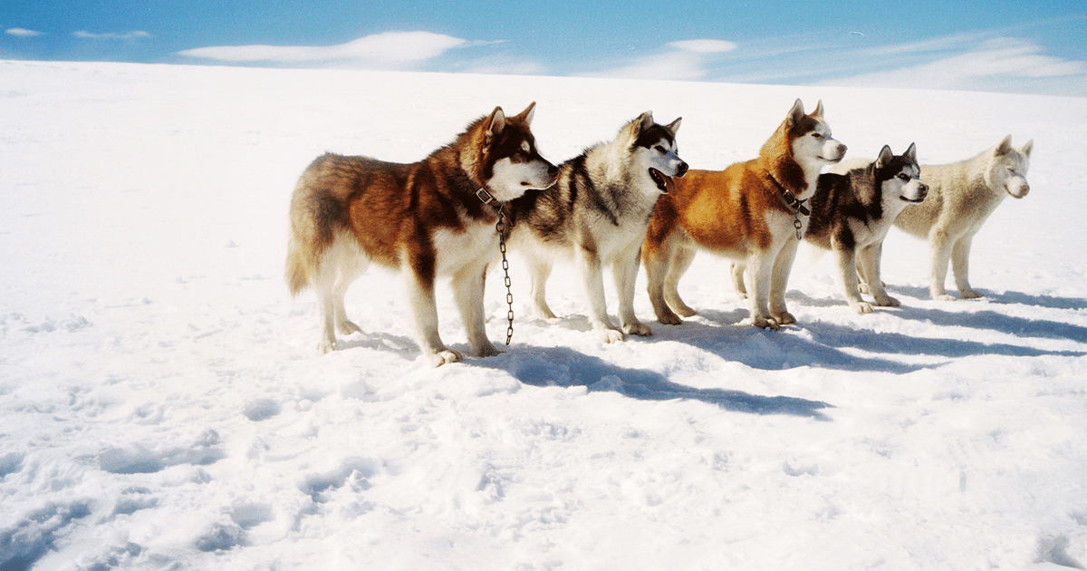 Antartica Prisonniers Du Froid Nom Des Chiens Antartica, prisonniers du froid en streaming direct et replay sur CANAL+