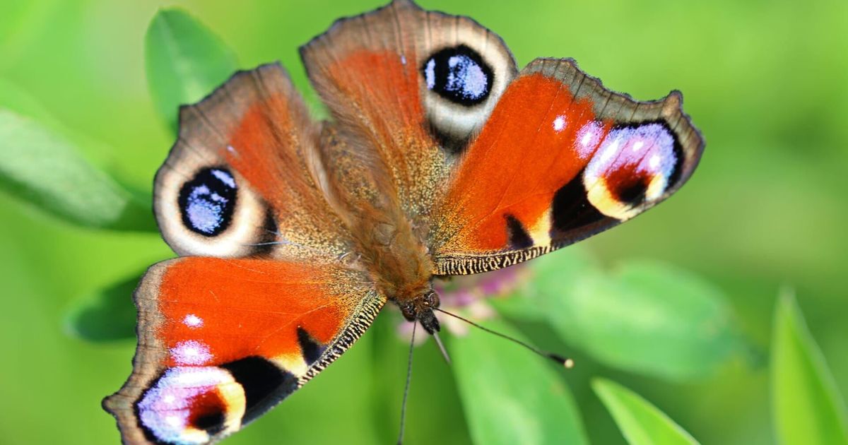 Les Papillons Ces Super H Ros De La Nature En Streaming Direct Et Replay Sur Canal Mycanal