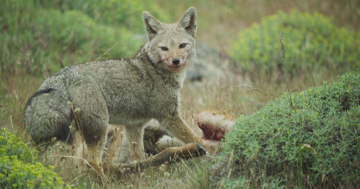 Epic Animal Migrations In Patagonia En Streaming Direct Et Replay Sur ...