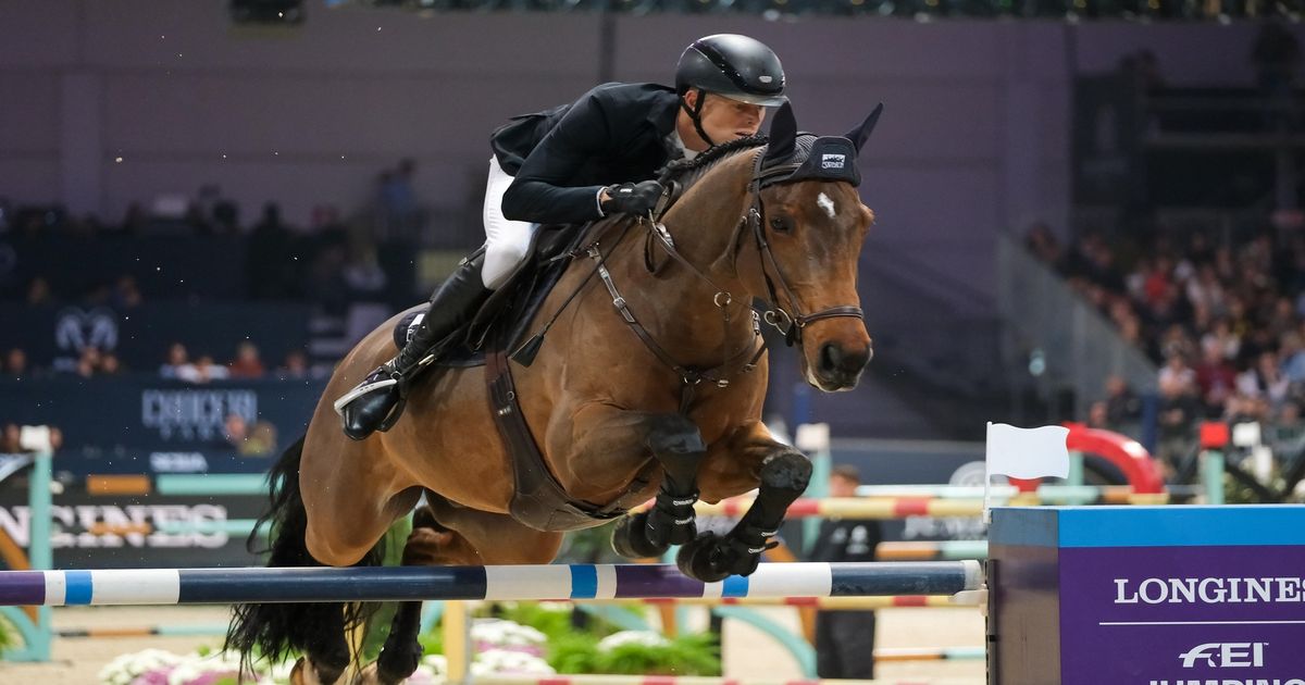 Poney de selle allemand Étalon Noir in Coesfeld