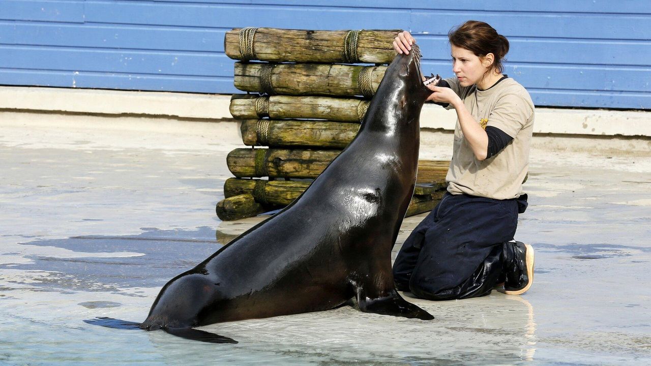 Une Saison Au Zoo Saison 14 Streaming