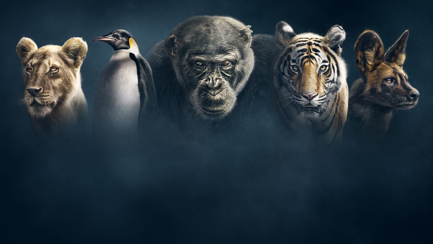 Dynasties