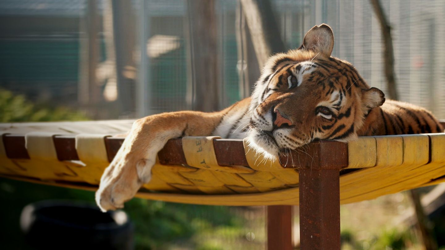 La Tanière, le zoo-refuge de l'espoir