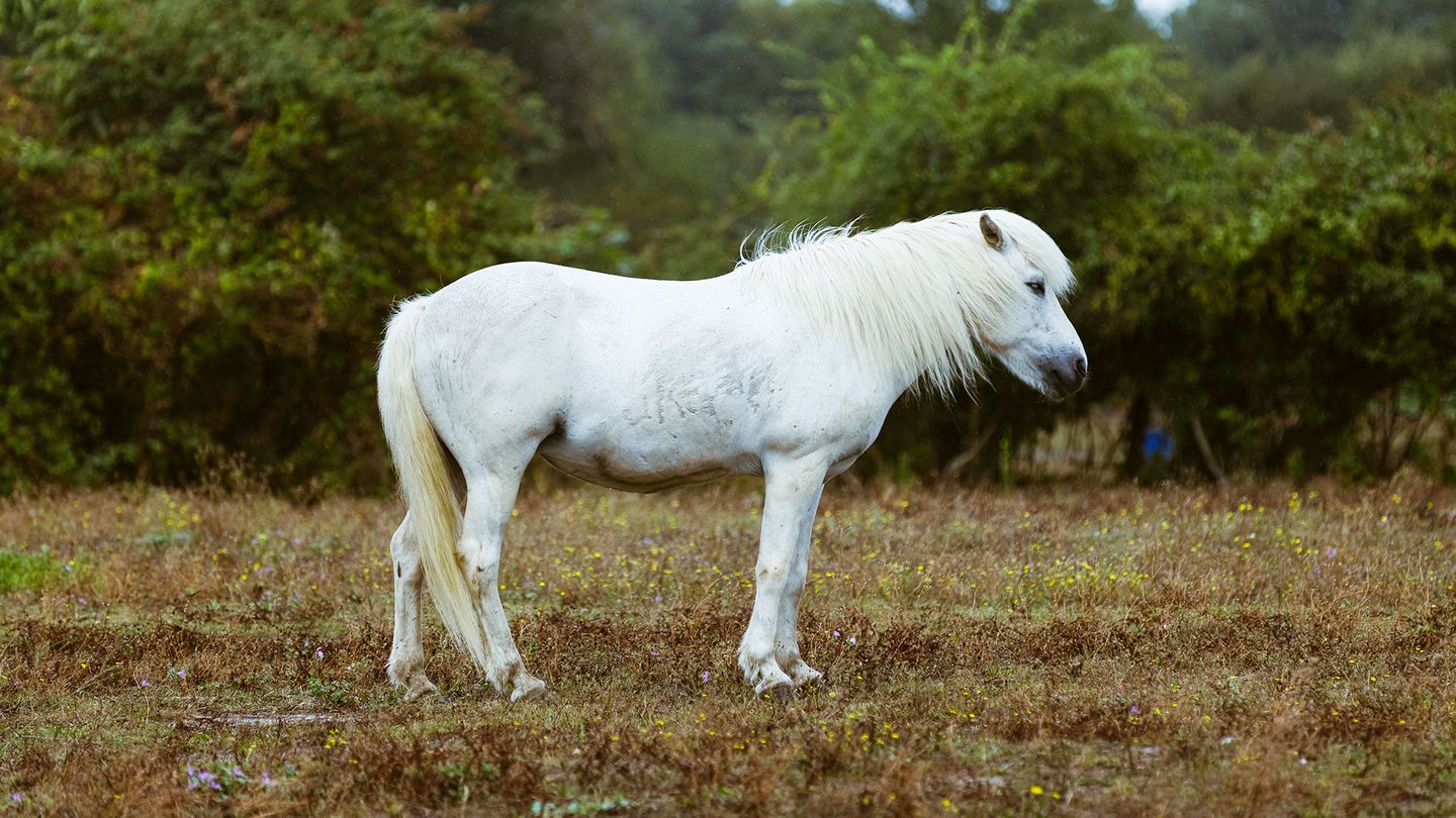 Au galop !
