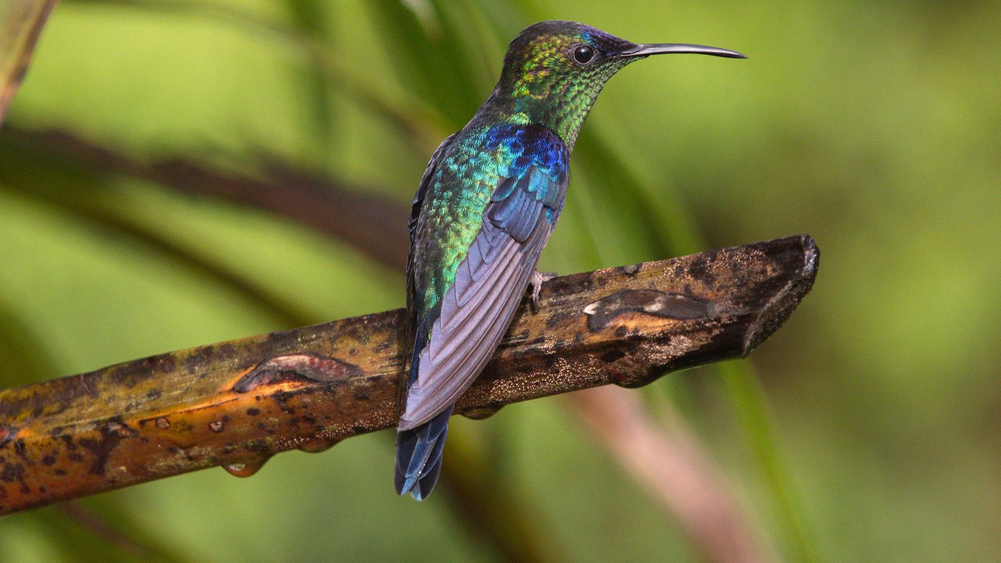 Colombie - la nature retrouvée