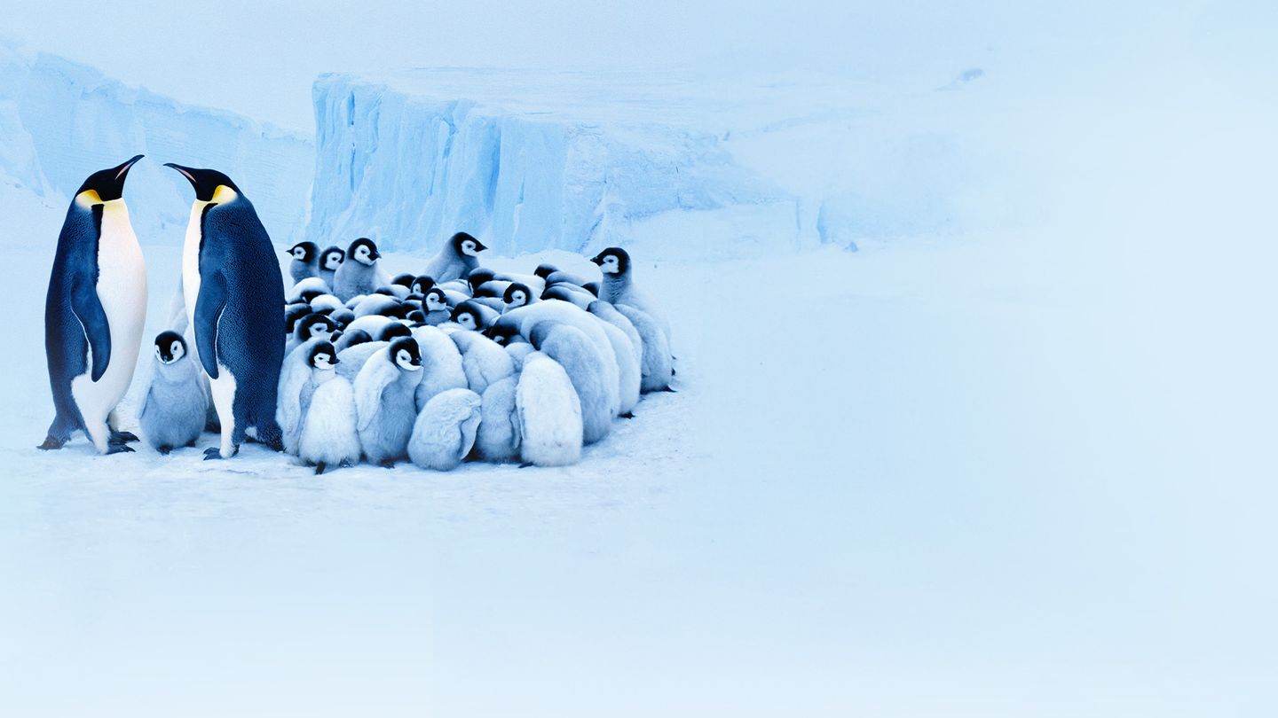 Merveilles de la vie sous-marine