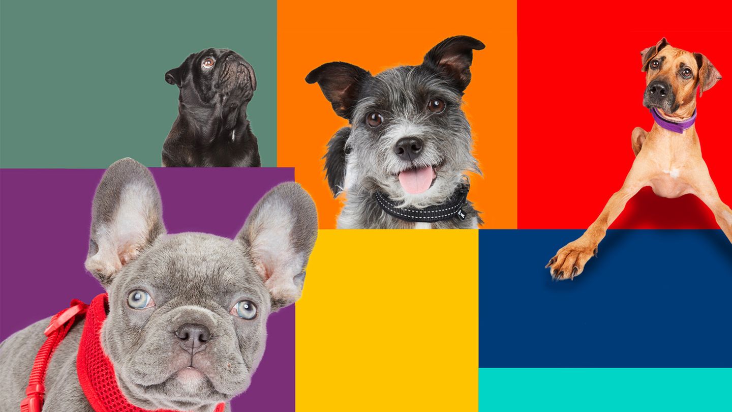 Dog House : un chien pour la vie