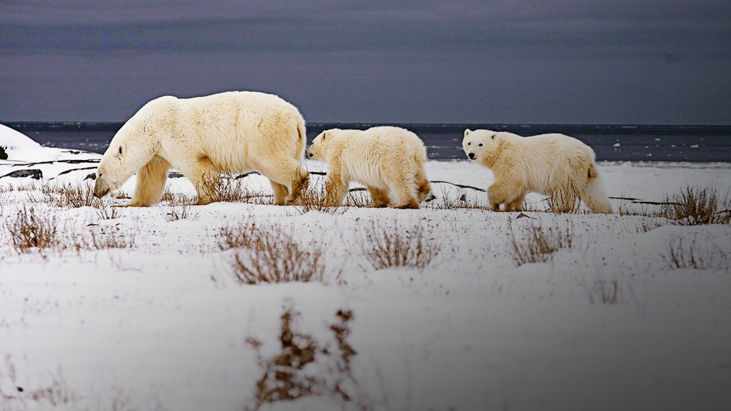 Espèces en voie d'adaptation