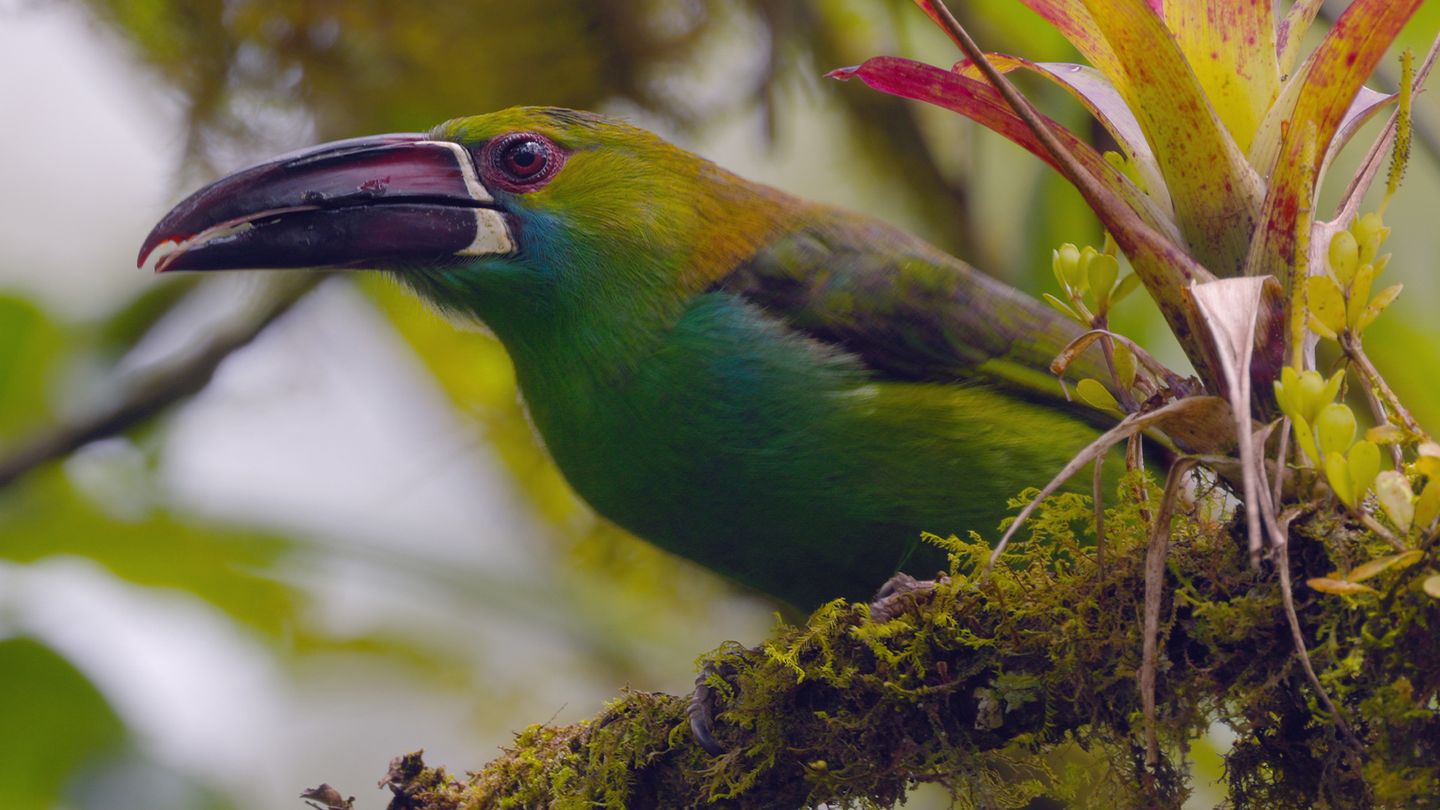 L'Equateur, au sommet de la biodiversité