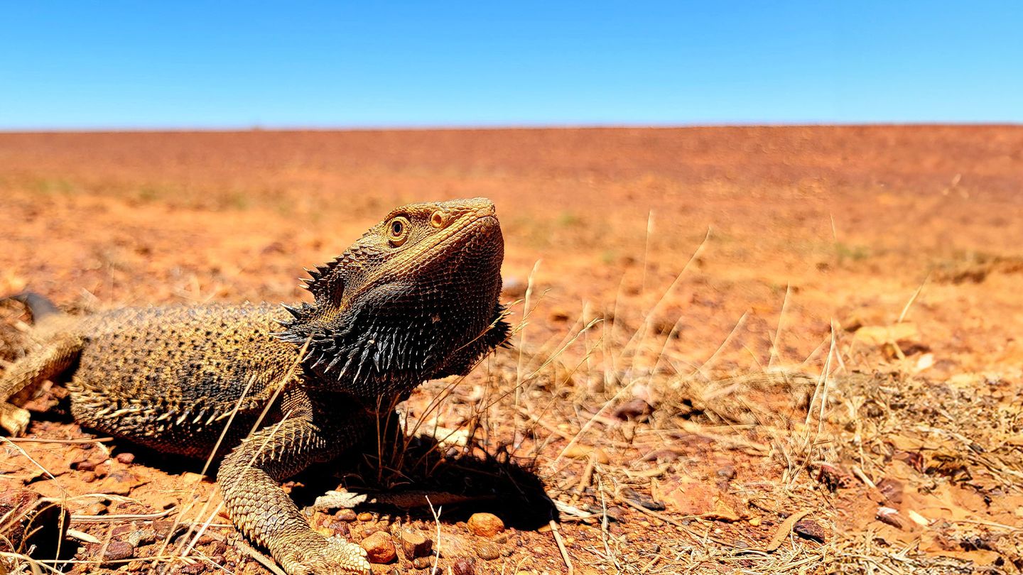 Champion de la survie