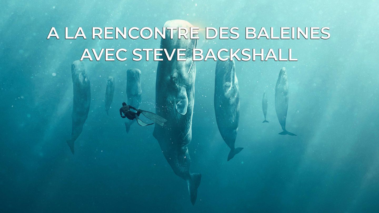 A la rencontre des baleines avec Steve Backshall