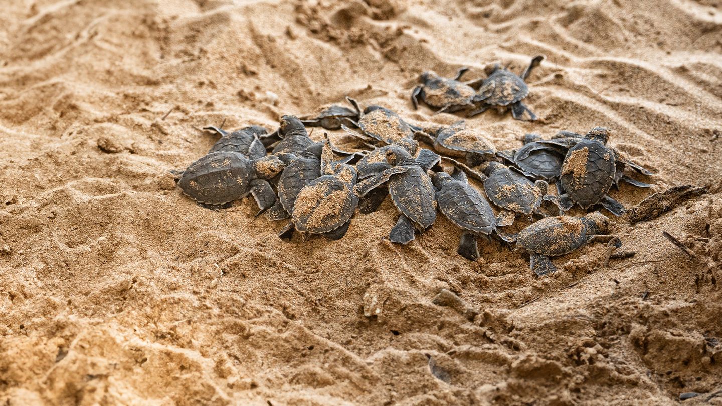 Les éclaireurs de la biodiversité