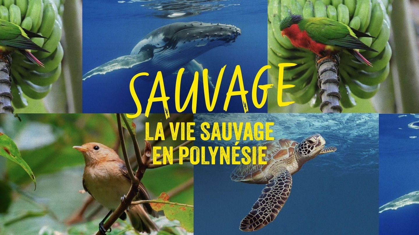 Sauvage