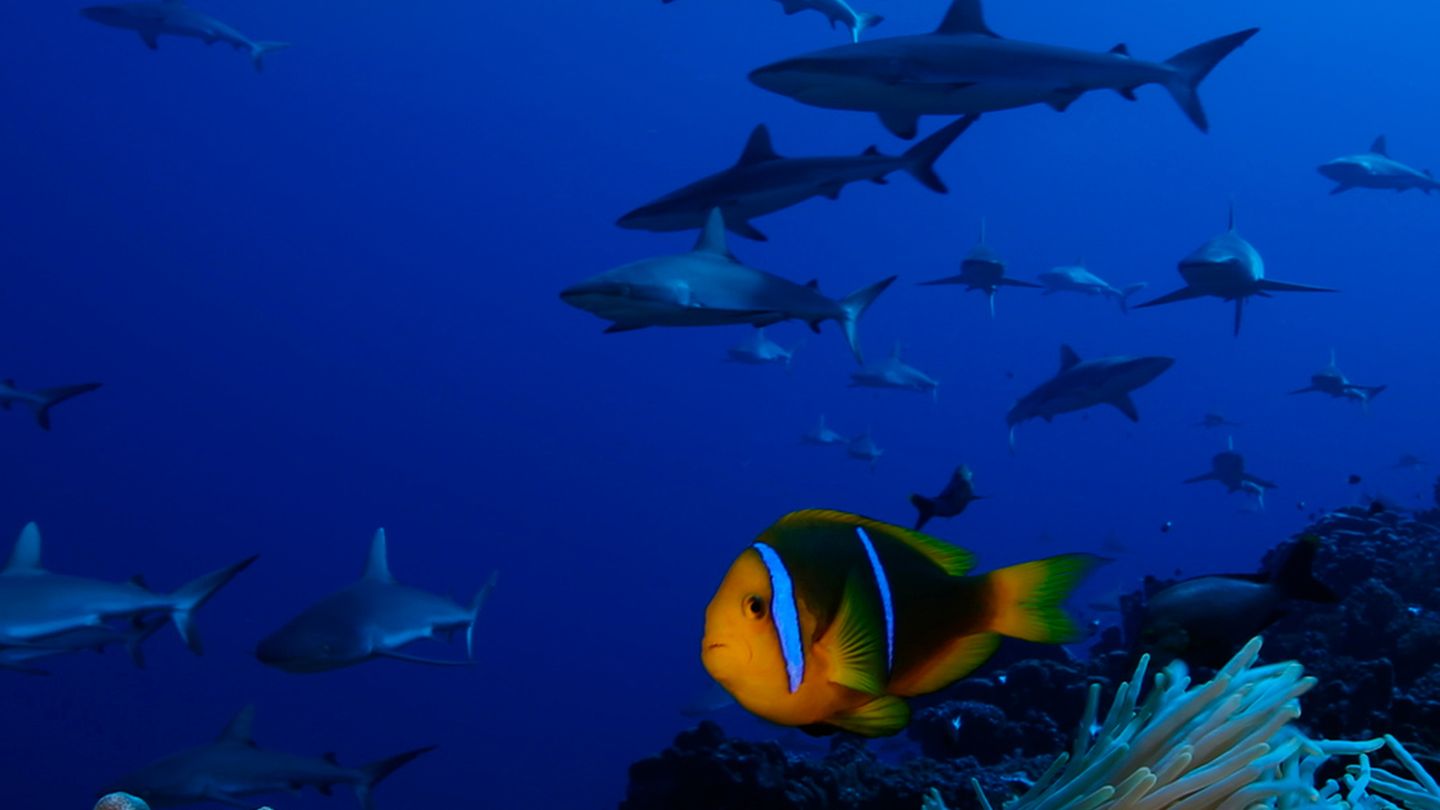 Tuamotu sauvages