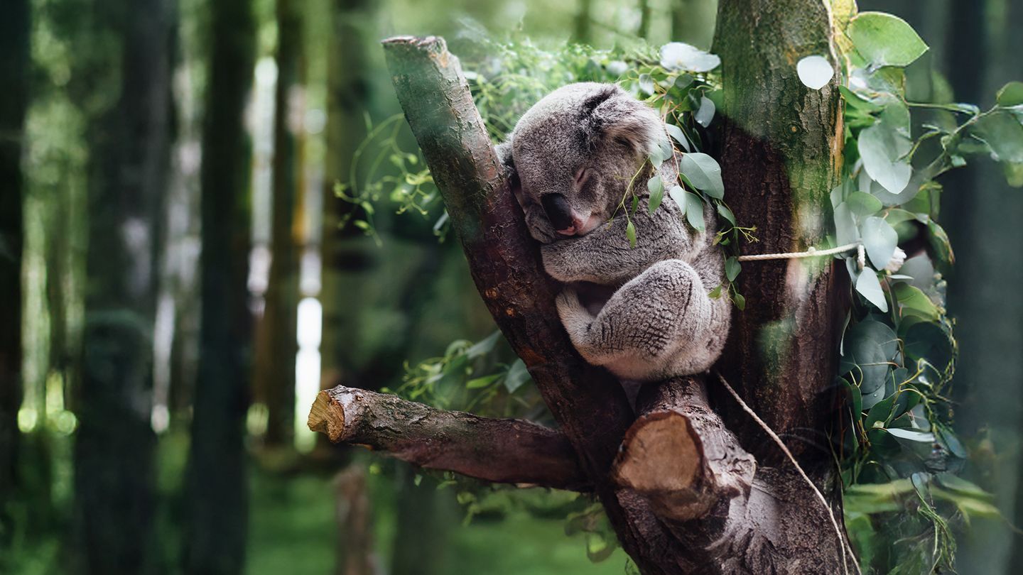 SOS faune sauvage - Australie
