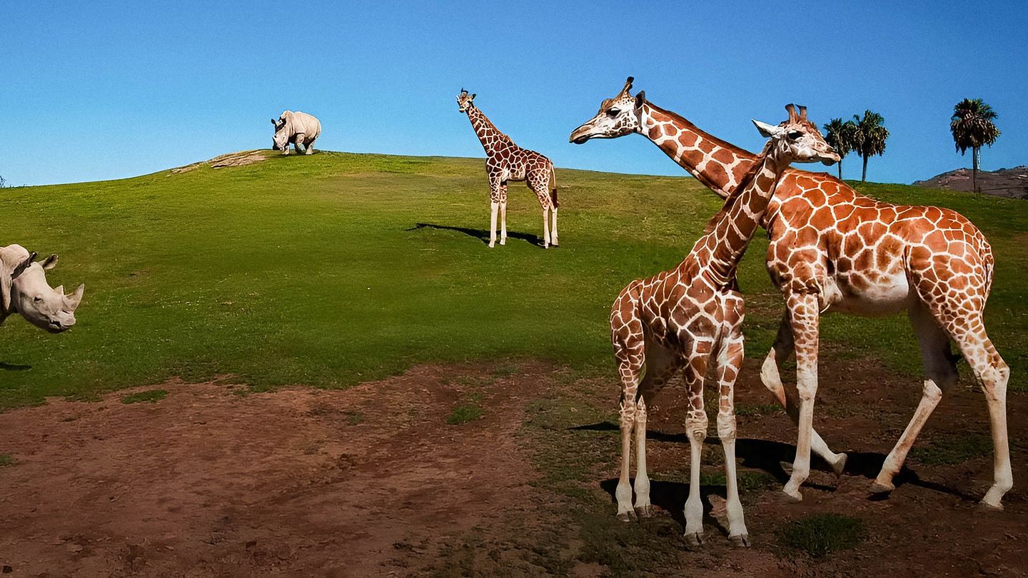 Au cœur du zoo le plus beau du monde