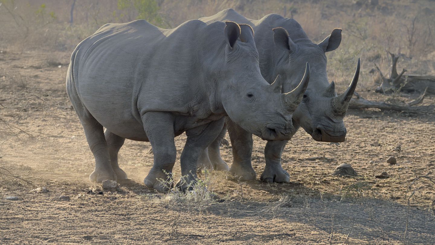 L'Afrique, un paradis indompté