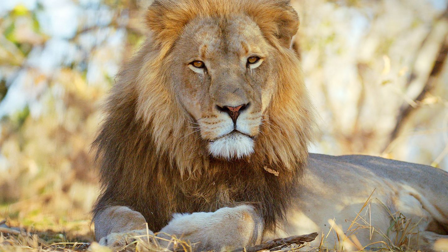 Les animaux emblématiques d'Afrique