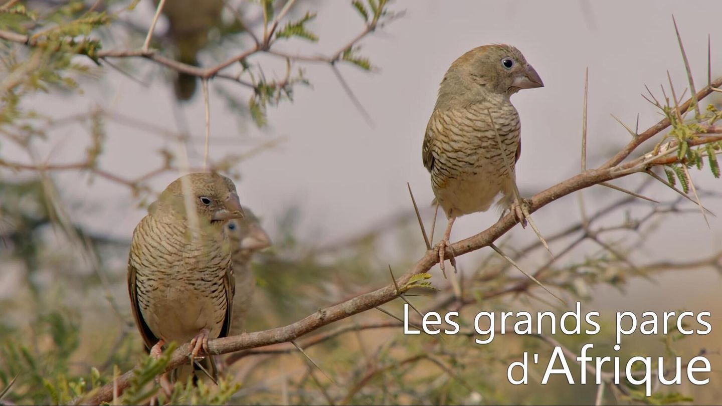 Les grands parcs d'Afrique