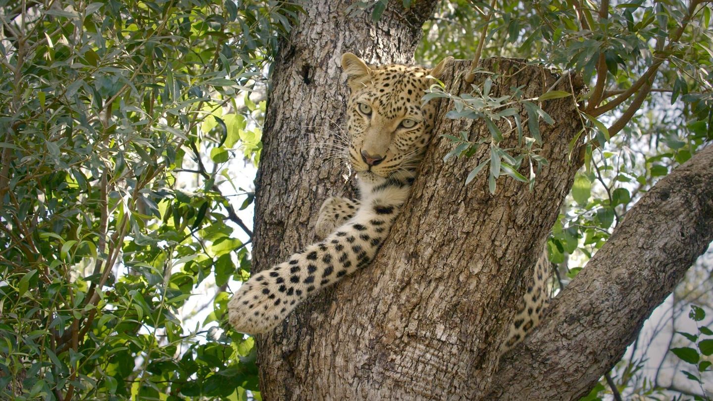 L'Afrique, un paradis indompté