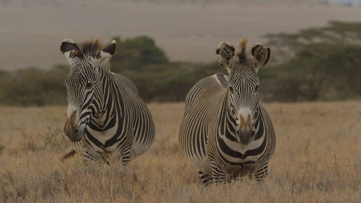 Kenya, chroniques de la vie sauvage