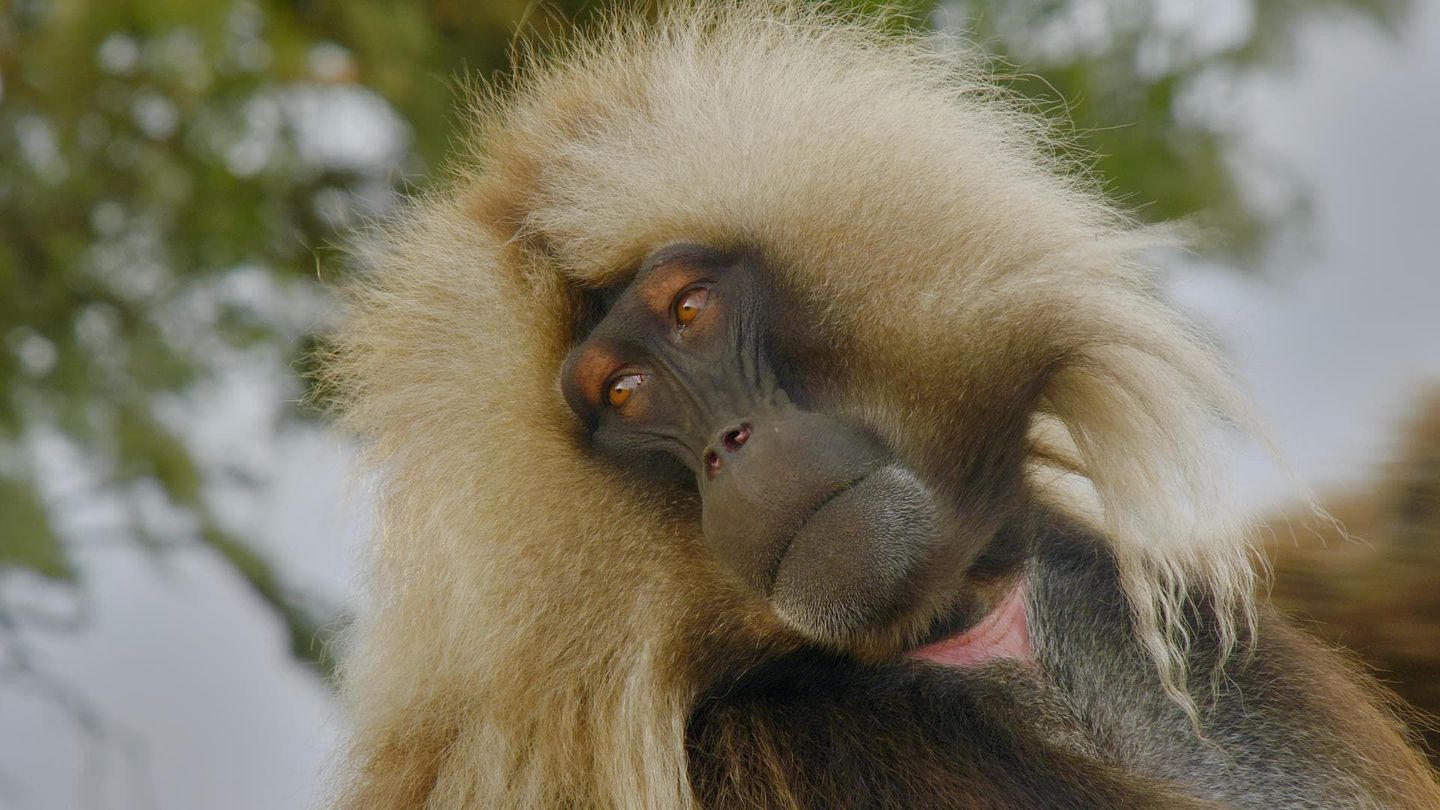 Le royaume des primates