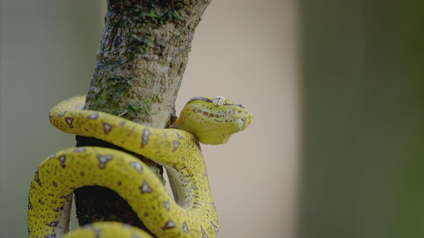 Australie, les secrets de la vie sauvage