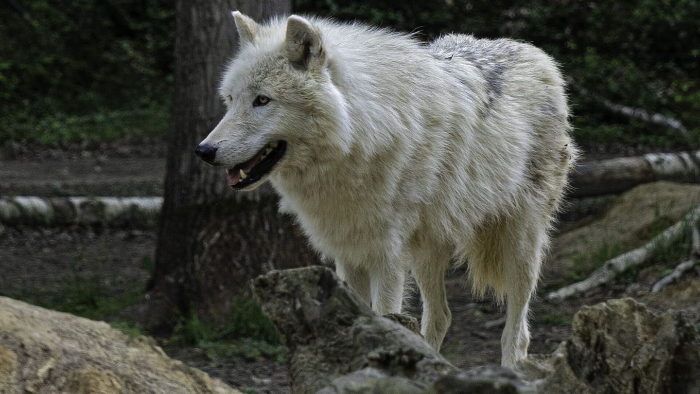 Le loup arctique