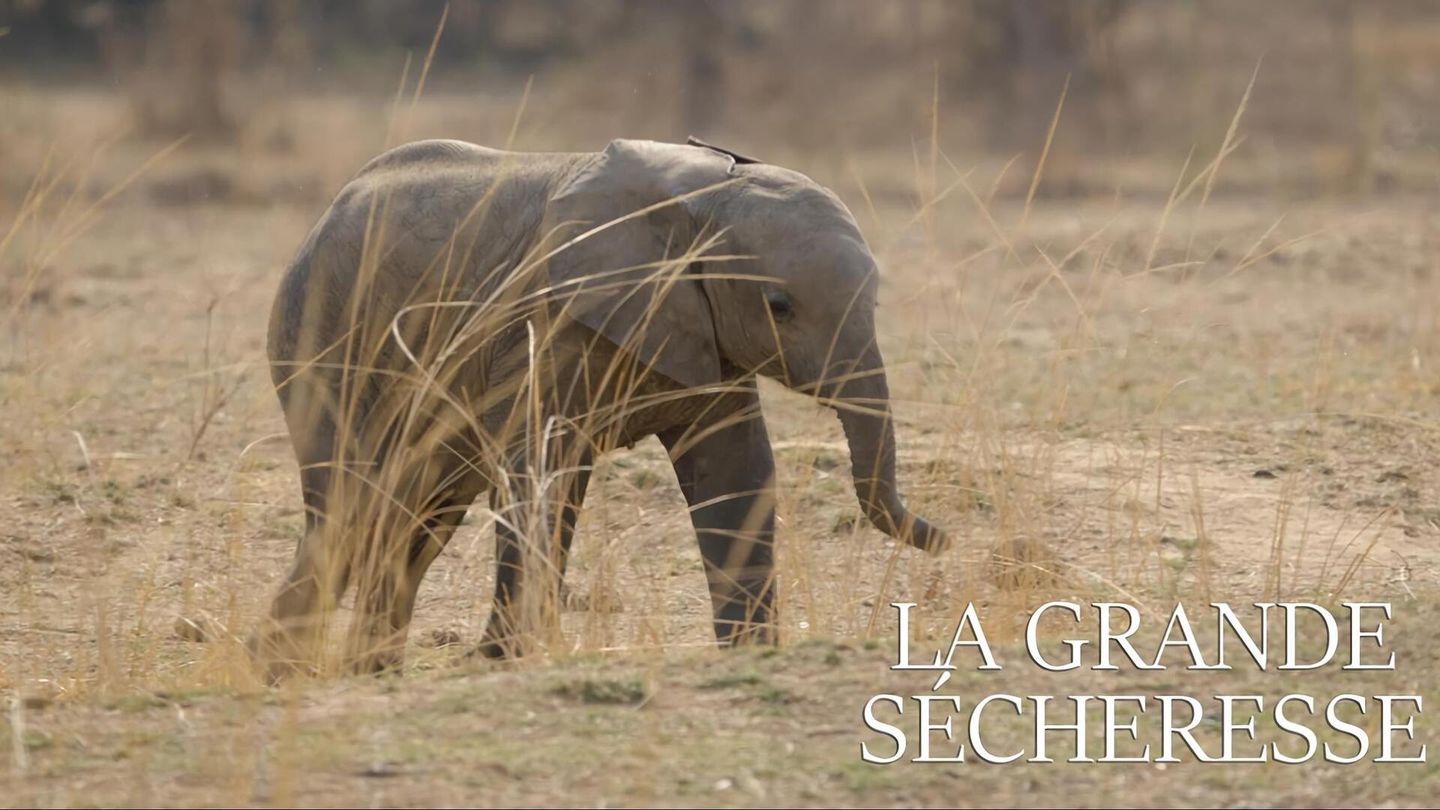 La grande sécheresse