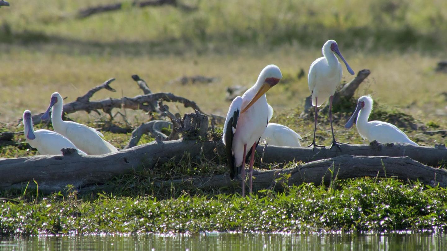 L'eau, un élément vital pour la faune et la flore d'Afrique