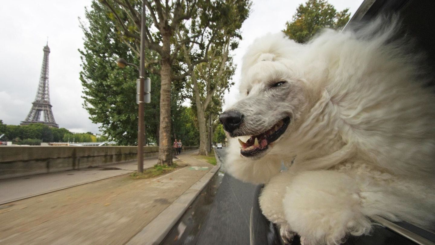 Les secrets de nos animaux domestiques