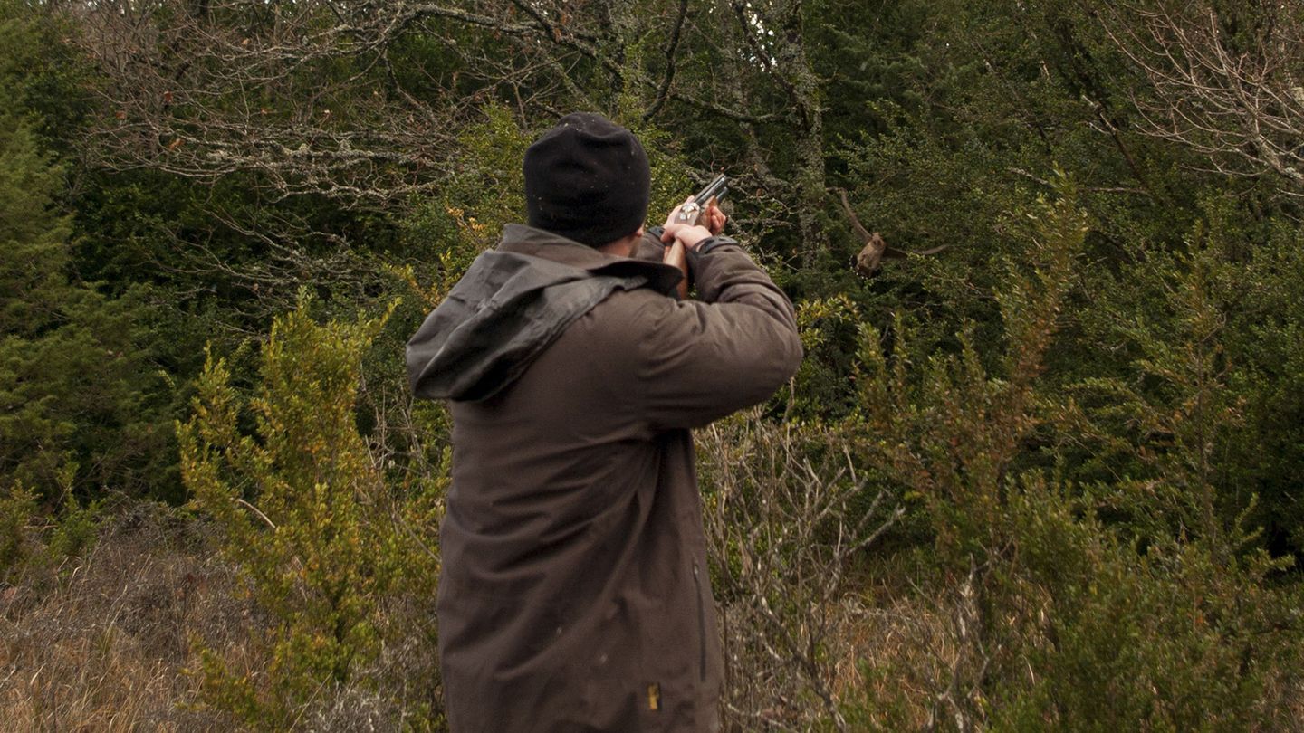 De moins en moins de bécasses ?