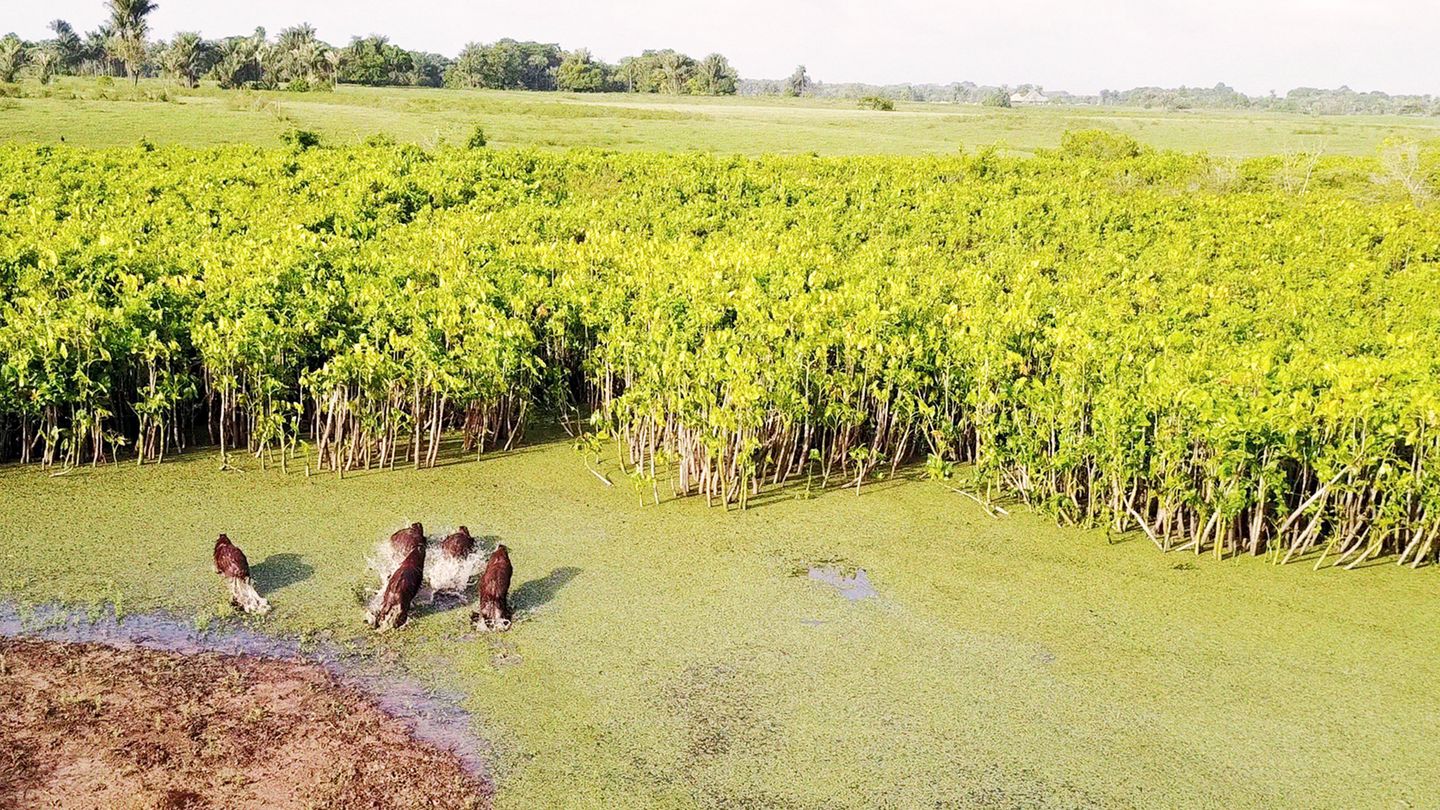 Guyane à bout de flèches
