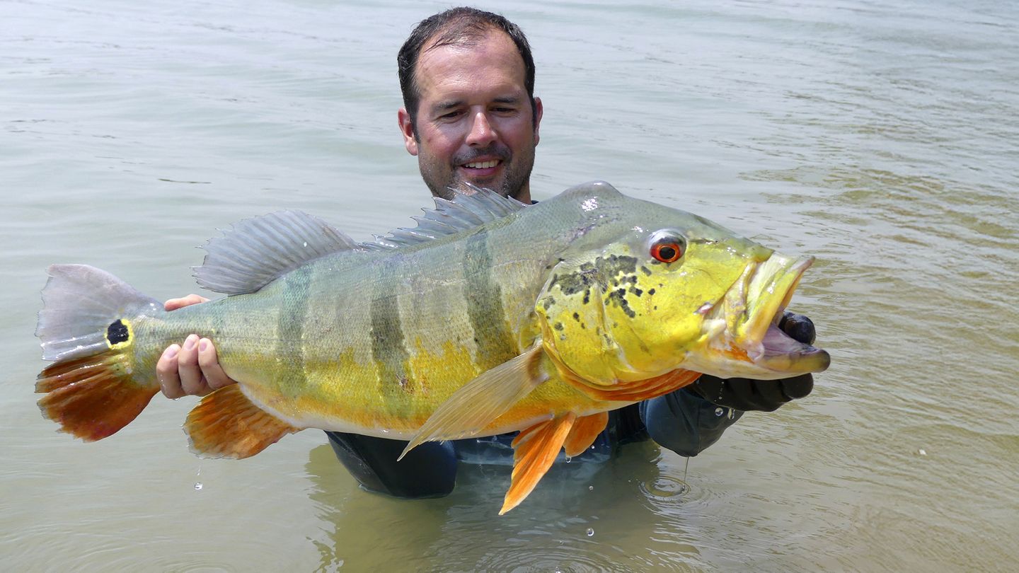 Colombie, expédition peacock bass geants