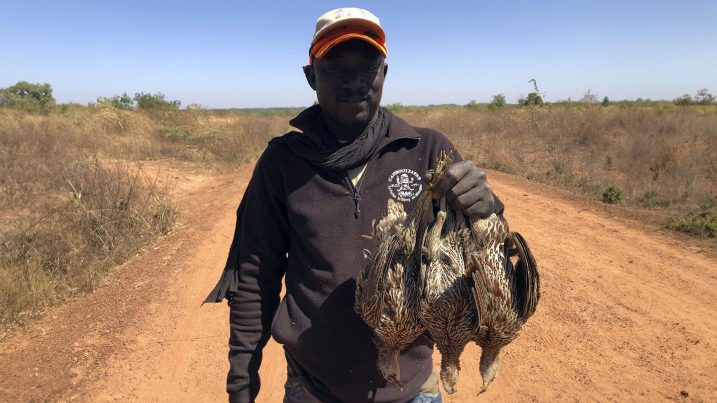 Petit gibier en Gambie