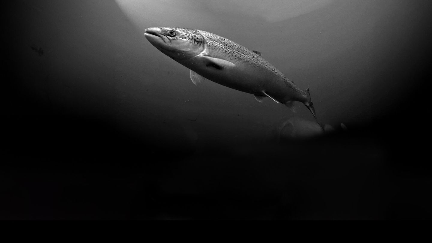 Quel avenir pour le saumon des gaves ?