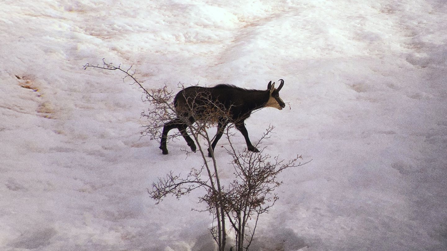 A hauteur de chamois