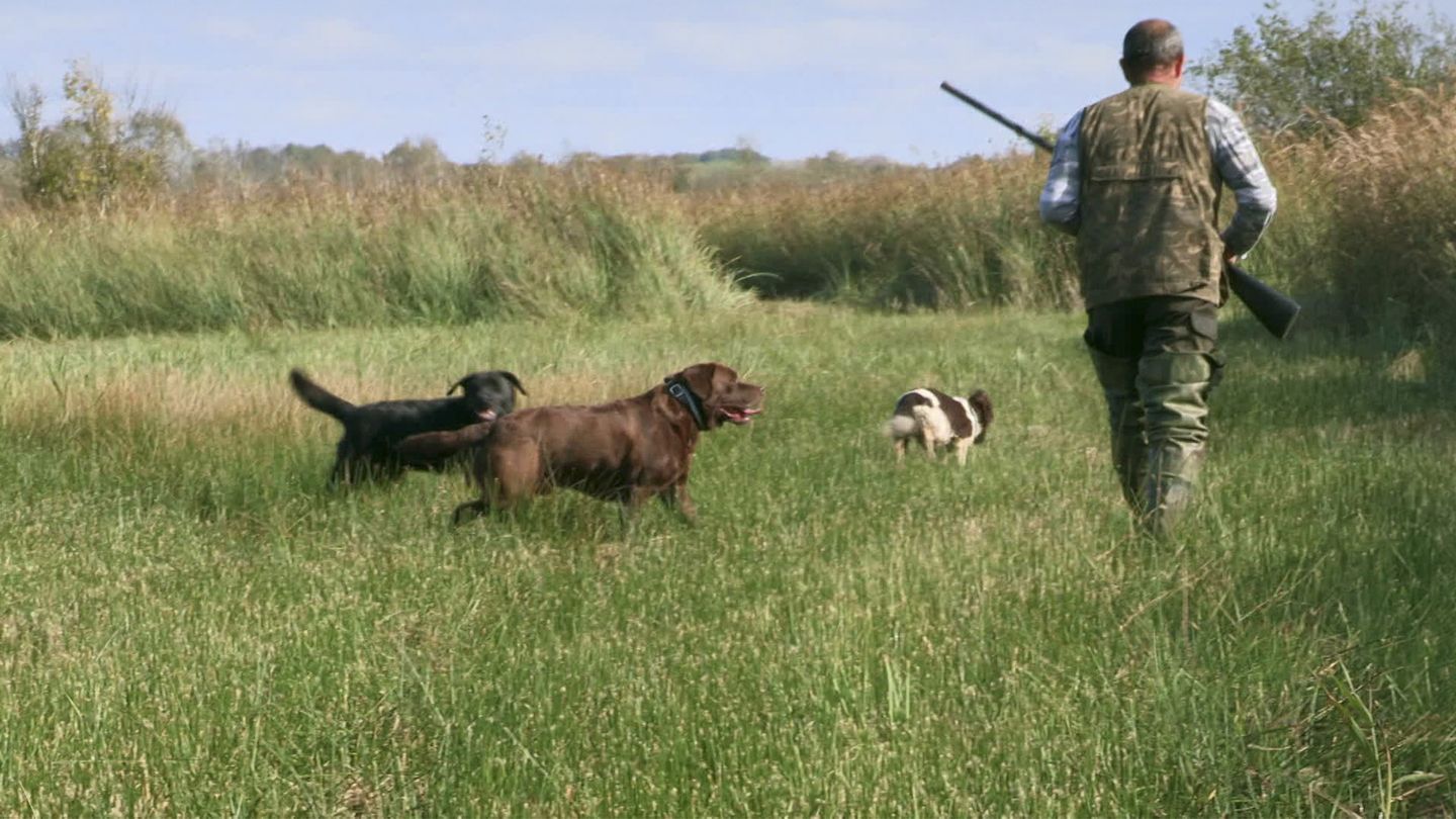 Chiens au marais