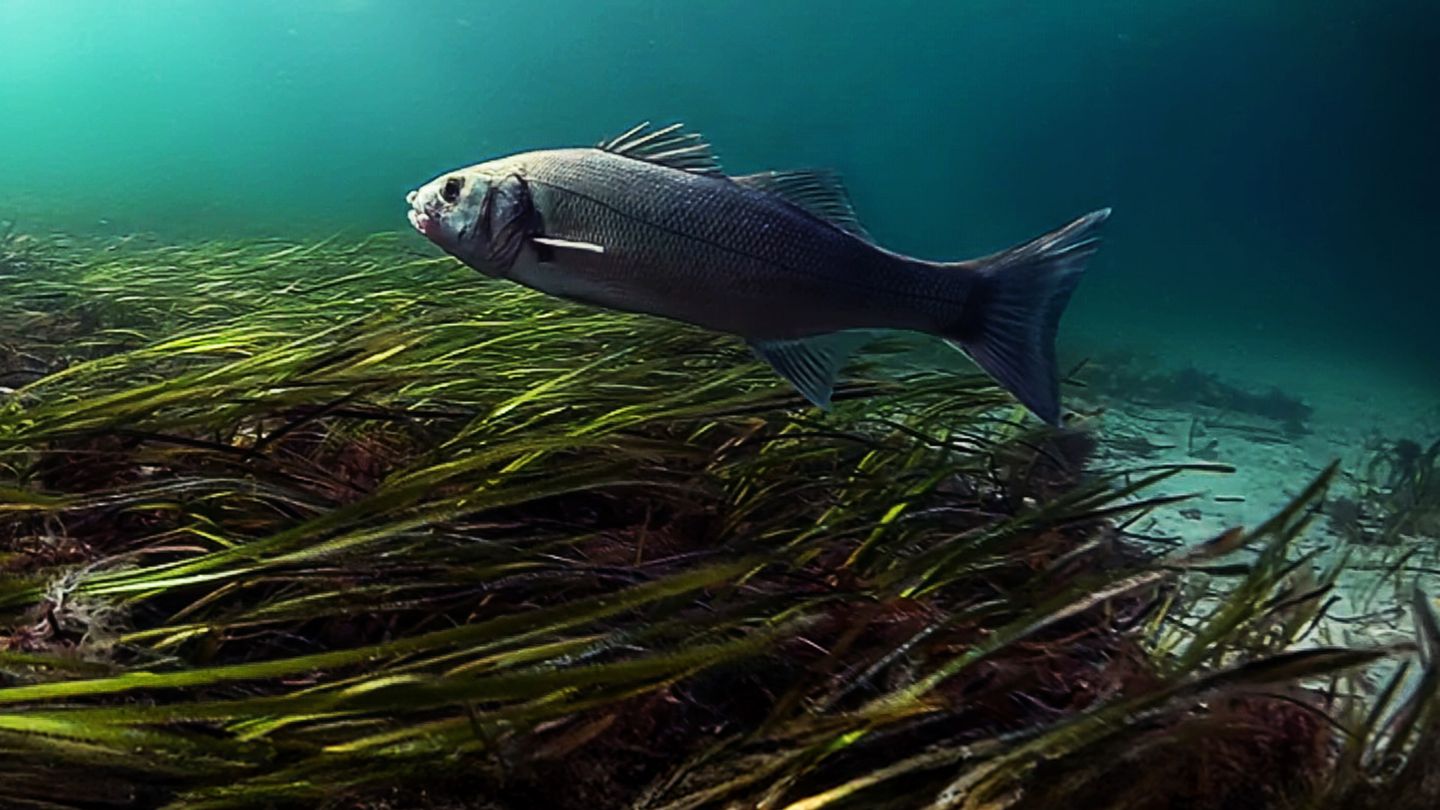 Bar en surface aux Glénan