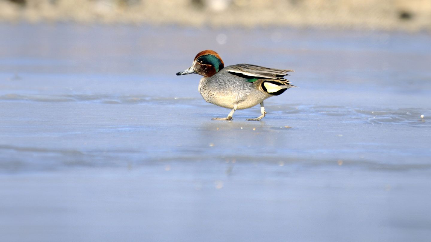 La Sarcelle au grand jour