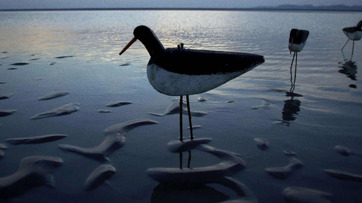 Chasses insolites du gibier d'eau