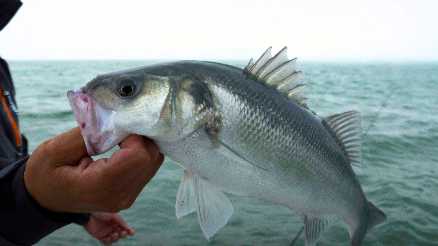 Le bar franc dans tous ses états